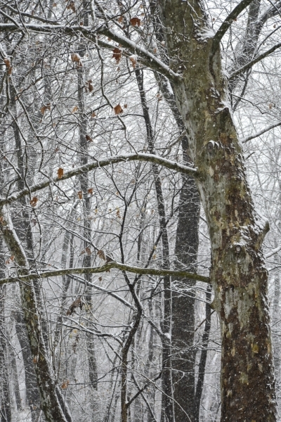Sycamore in Snow