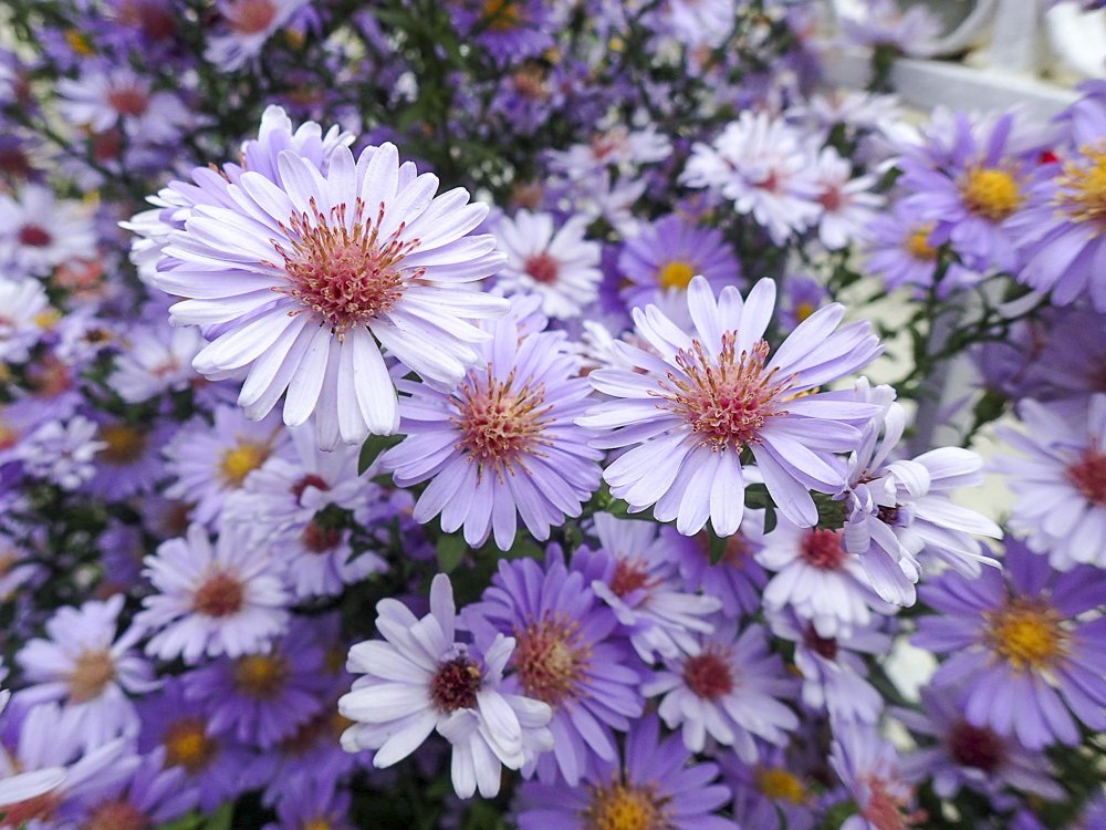 Asters